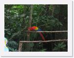 IMG_1372 * Parrot in Dolphin Cove * 2048 x 1536 * (1.67MB)