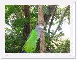 IMG_1377 * 3 year old African Grey near some other bird. * 2048 x 1536 * (1.56MB)